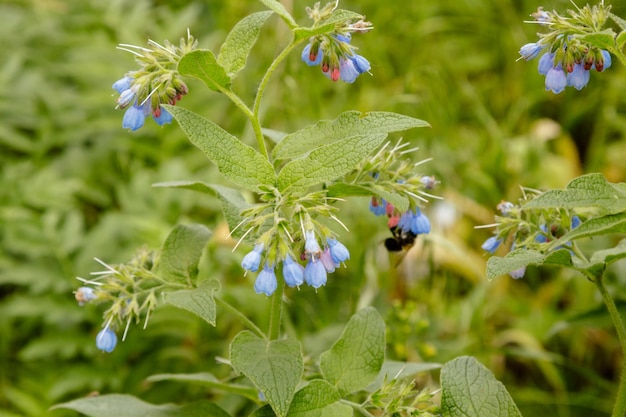 Cespugli con bellissimi fiori sereni su cui è seduta una vespa ape