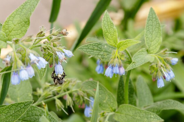 Cespugli con bellissimi fiori sereni su cui è seduta una vespa ape