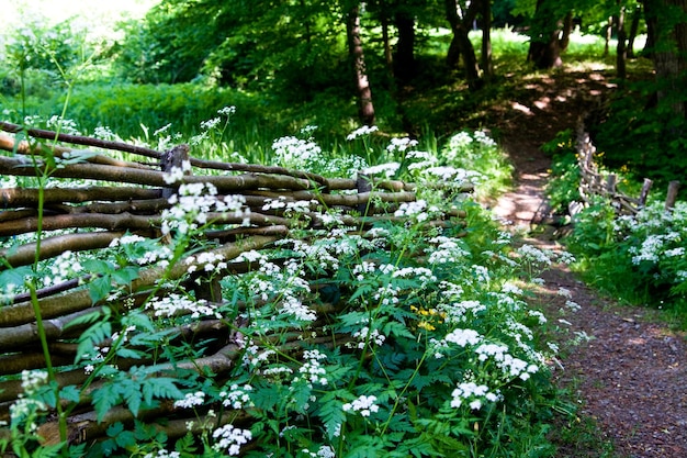 cespugli con fiori bianchi lungo una staccionata di legno nella foresta