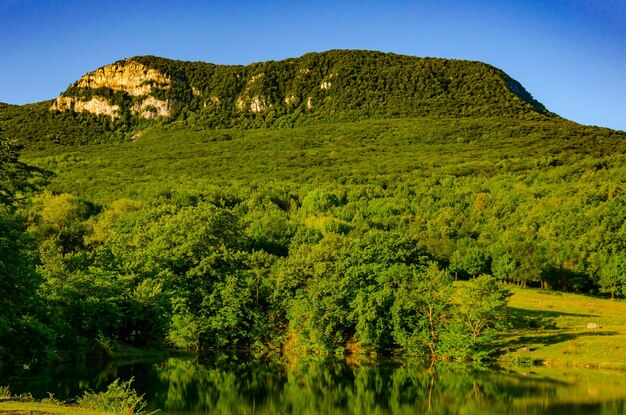 Cespugli di alberi verdi sulla riva di un lago di montagna.