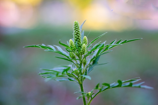 Cespugli di ambrosia. Ambrosia artemisiifolia che causa starnuti allergici.