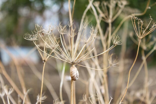 Cespugli di aneto secco con lumache che crescono nel primo piano del giardino Terreno sfocato sullo sfondo