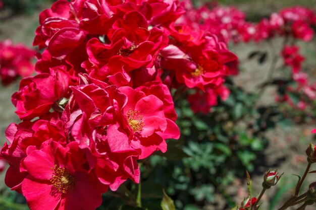 Cespugli di bellissime rose rosse