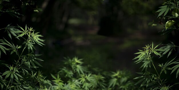 Cespugli di cannabis che crescono allo stato selvatico. Cespuglio di cannabis al panorama al tramonto. Canapa selvatica. Avvicinamento.