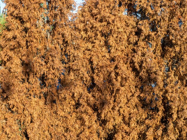 Cespugli di conifere appassite albero di conifera cadente sfondo da rami gialli tardo autunno nel sud