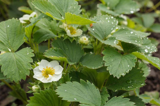 Cespugli di fragole in fiore in giardino in primavera