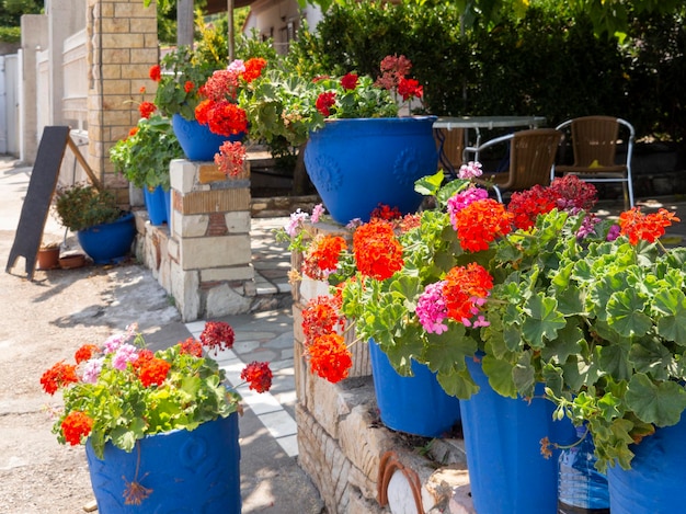 Cespugli di geranio in vasi blu come decorazione di una taverna greca sulla costa egea in Grecia