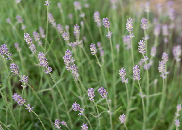 Cespugli di lavanda da vicino Cespugli di lavanda da vicino 66