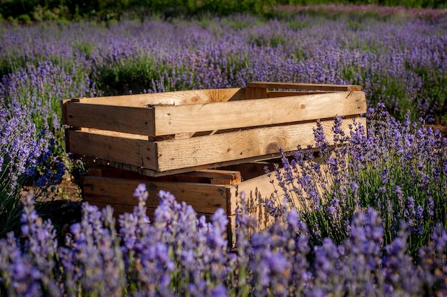 Cespugli di lavanda in fioriere per la raccolta