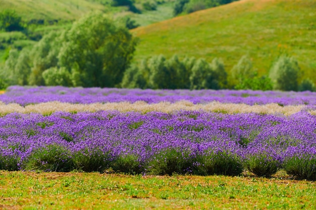 Cespugli di lavanda nel campo di un contadino