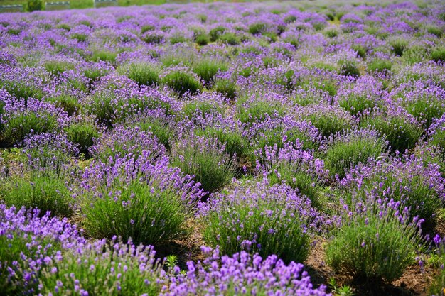 Cespugli di lavanda nel campo di un contadino