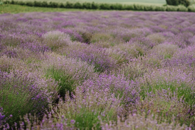 Cespugli di lavanda nel campo lavanda in fiore brillano al tramonto su fiori viola di lavanda Provenza regione della Francia Campo di lavanda Lavandula angustifolia Lavandula officinalis