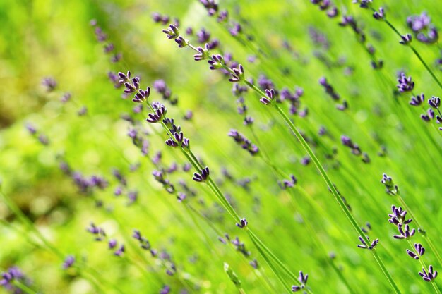 Cespugli di lavanda viola fiori ed erba verde estiva Morbido fuoco selettivo sfondo orizzontale primo piano spazio copia Medicina alternativa alle erbe aromatiche