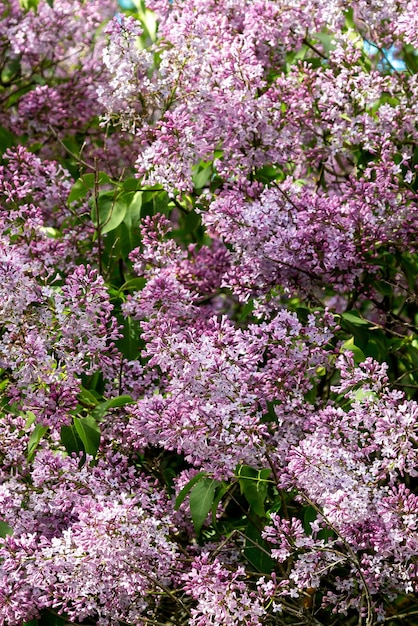 Cespugli di lillà in fiore in primavera in giardino