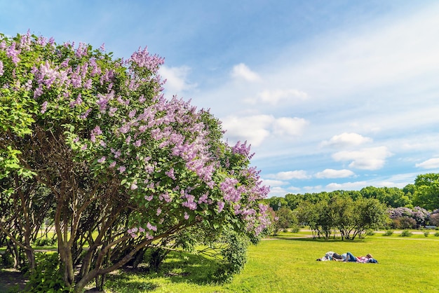 Cespugli di lillà sul Champ de Mars SaintPetersburg