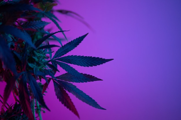 Cespugli di marijuana in neon, uso legale di piante di cannabis per scopi medici a casa