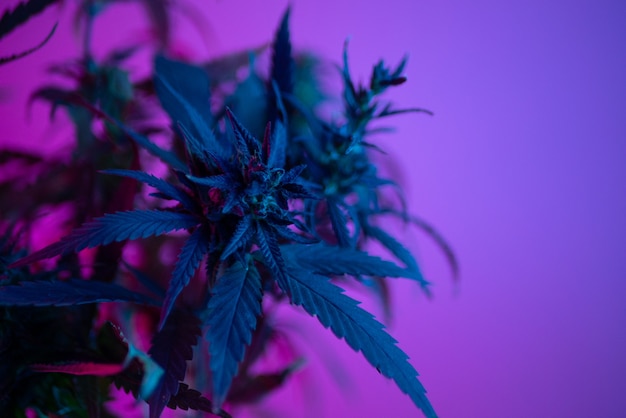 Cespugli di marijuana in neon, uso legale di piante di cannabis per scopi medici a casa