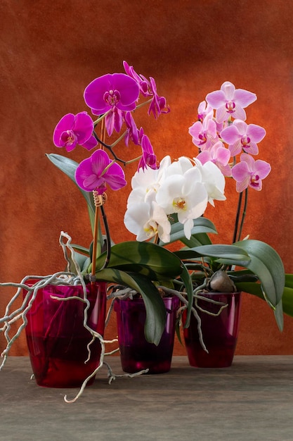 Cespugli di orchidee Phalaenopsis in vaso su sfondo marrone