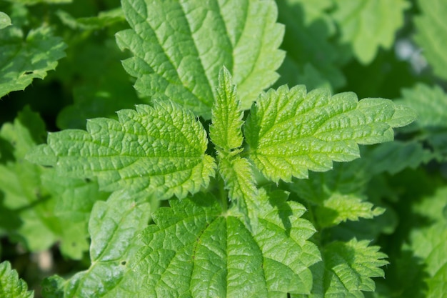 Cespugli di ortica su uno sfondo verde naturale