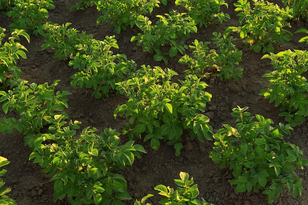 cespugli di patate ecologici crescono nella fattoria