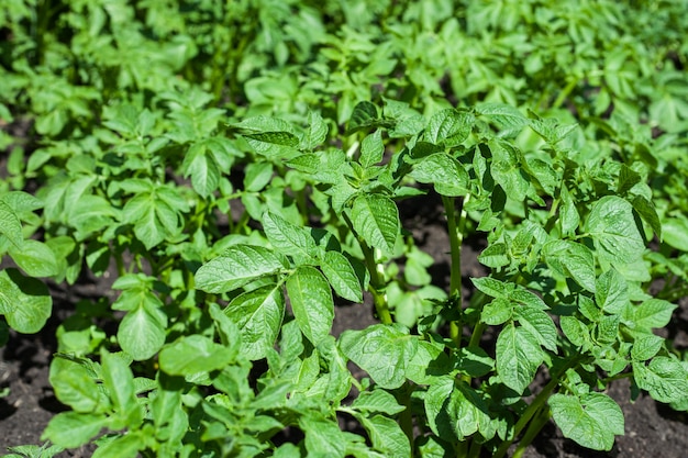 Cespugli di patate in giardino. Avvicinamento.