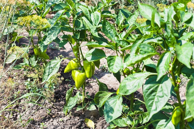 Cespugli di peperoni in aiuole in estate