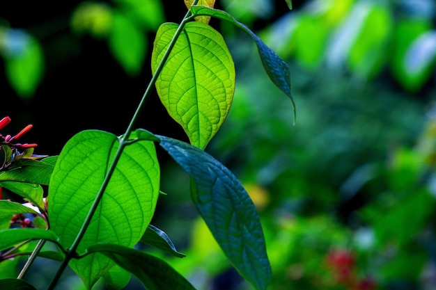 Cespugli di piante di fogliame della foresta pluviale tropicale