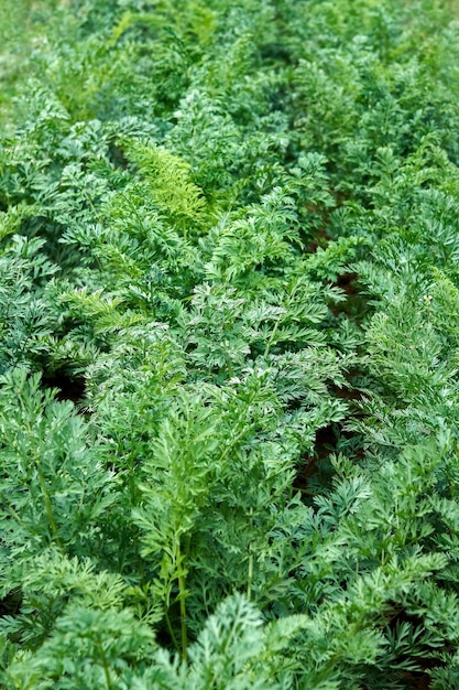 Cespugli di prezzemolo fresco crescono su un letto in una fattoria vegetale come sfondo floreale