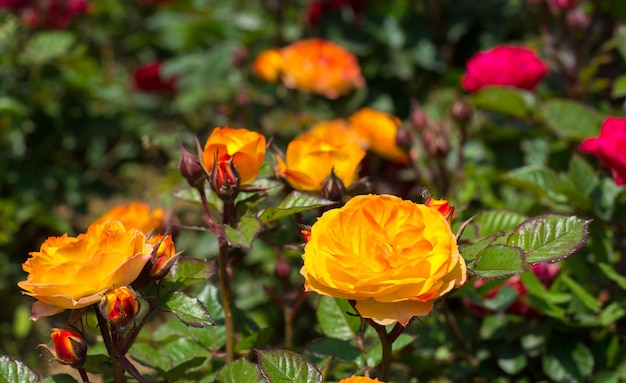 Cespugli di rose in giardino