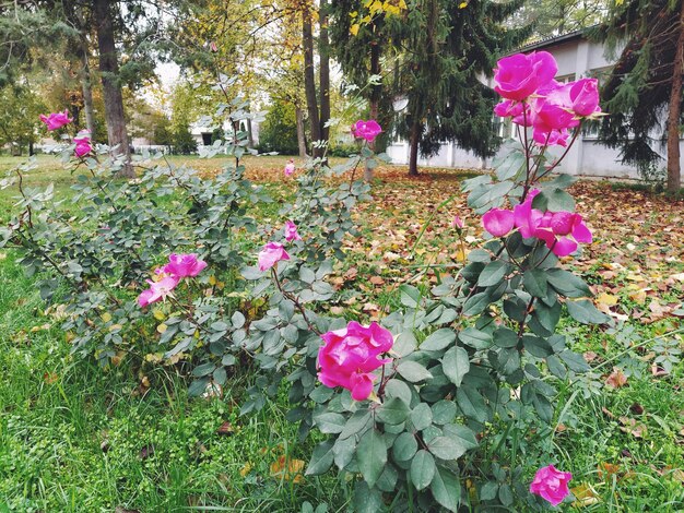 Cespugli di rose rosa nelle piante da giardinaggio del giardino per la decorazione autunnale del paesaggio