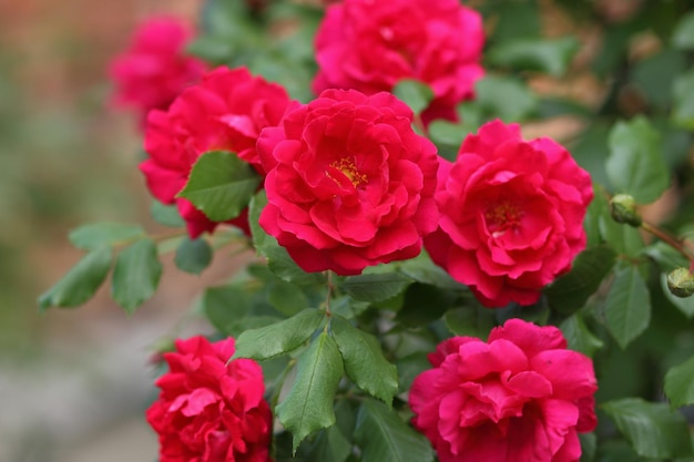 Cespugli di rose rosse in un parco cittadino come sfondo per San Valentino Bellissimo giardino di colore rosso rosa Closeup
