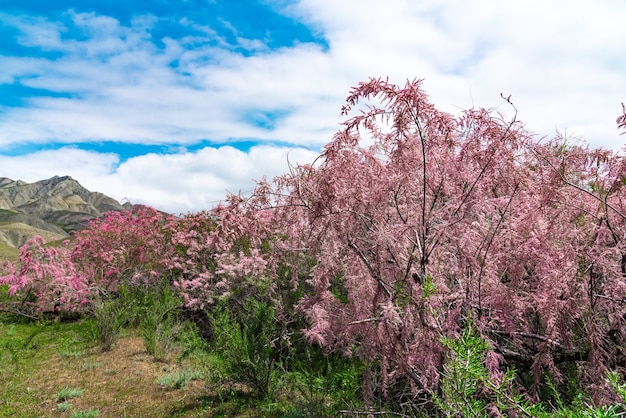 Cespugli di tamerici in fiore in una valle di montagna