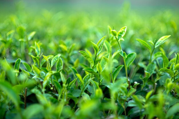 Cespugli di tè verde