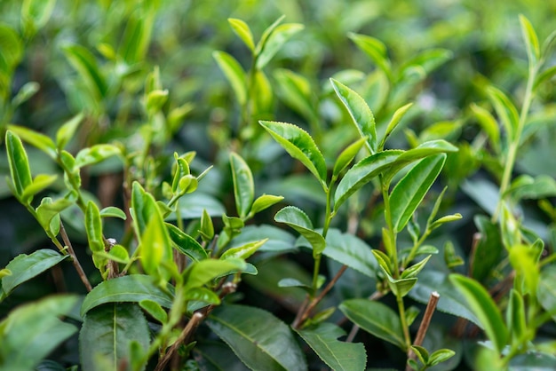 Cespugli di tè verde