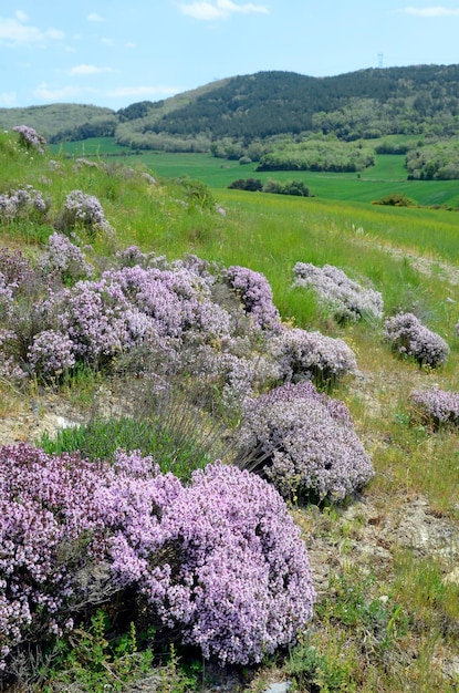 Cespugli di timo Thymus vulgaris in fiore