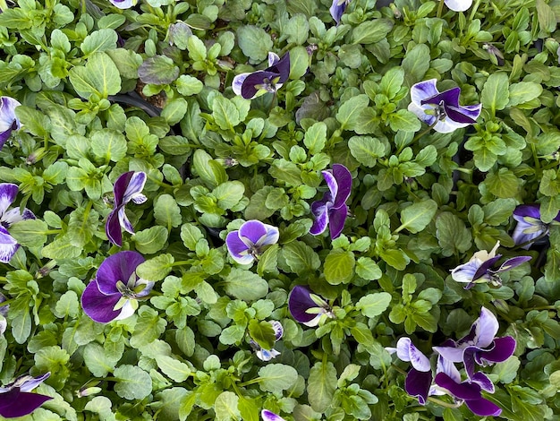 Cespugli di viole del pensiero viola vista dall'alto