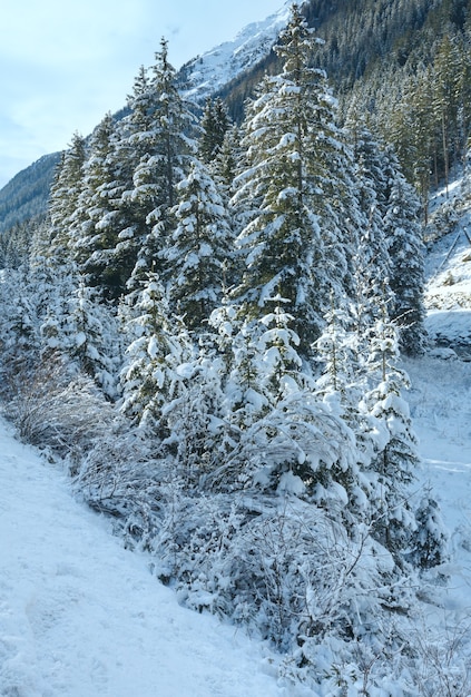 Cespugli e alberi innevati invernali sulla sponda del fiume.