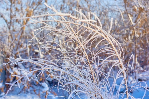 cespugli e rami di alberi nel gelo