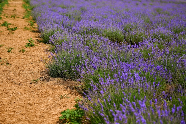 Cespugli fioriti del campo di lavanda all'aperto