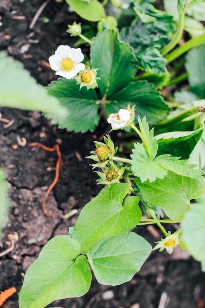 Cespugli fioriti di fragole in fattoria. Malattia delle piante. Formazione di bacche, impollinazione dei fiori