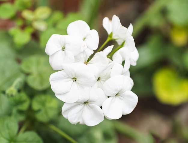 Cespugli fioriti di pelargonium bianco Pelargonium Geranium