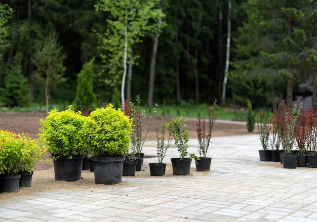 Cespugli in vasche preparate per abbellire il giardino sullo sfondo una casa a graticcio