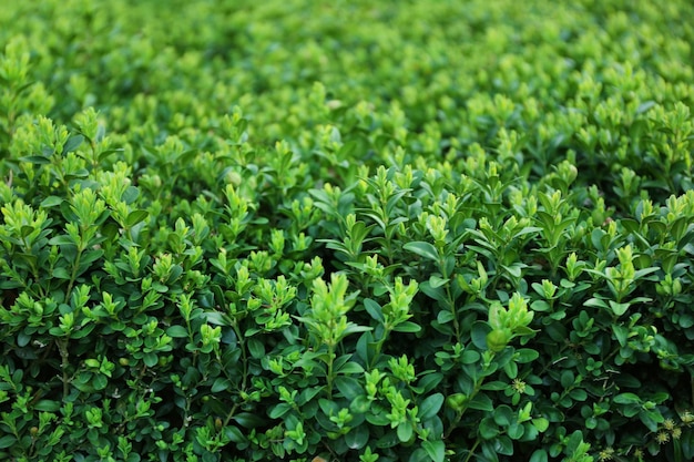 Cespugli lussureggianti verdi in primavera