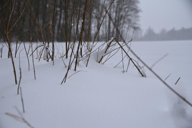 Cespugli nella neve nella foresta invernale