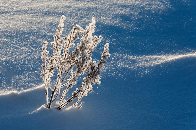 Cespugli nella neve