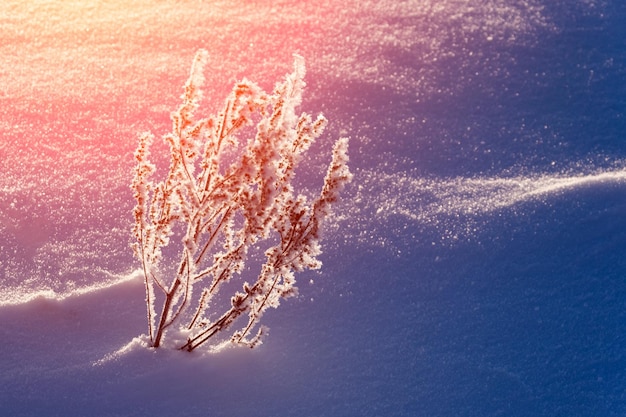 Cespugli nella neve