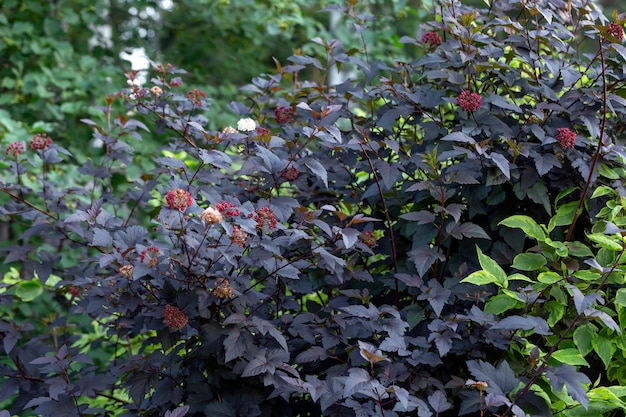 Cespugli ornamentali di Physocarpus nel giardino. Progettazione del paesaggio.