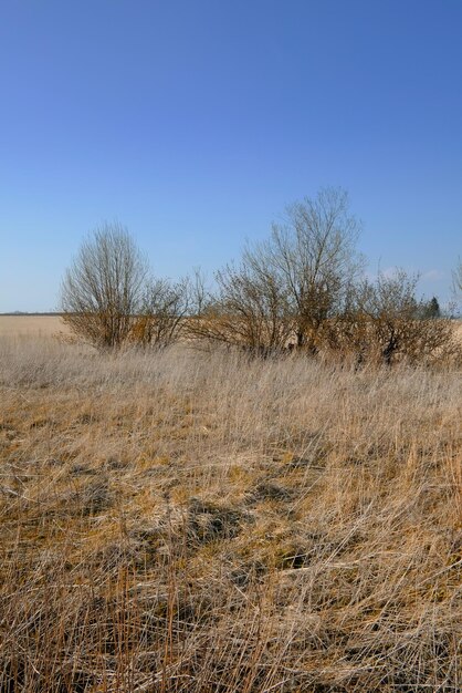 Cespugli secchi e aridi all'aperto nella natura con un cielo blu sullo sfondo dello spazio della copia Paesaggio di rami durante il tramonto in un pomeriggio di fine estate o in una mattina Terra tranquilla e panoramica con piante morte