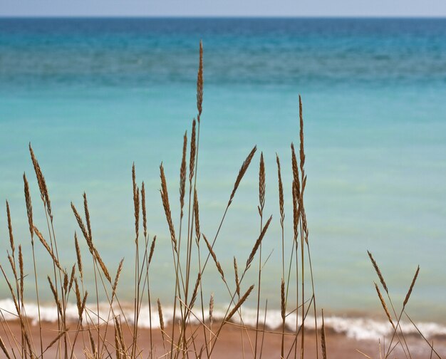 Cespugli secchi vicino al mare