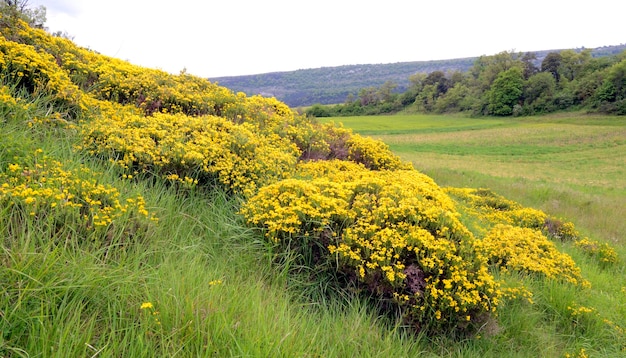 Cespugli spagnoli Genista hispanica in fiore